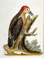 Ilustración en acuarela de un libro de aves raras de G Edwards 1750. George Edwards (1694-1773) fue un naturalista y ornitólogo británico. Viajó mucho por Europa, estudiando la historia natural y las aves en particular. Obtuvo cierto reconocimiento
