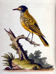 Ilustración en acuarela de un libro de aves raras de G Edwards 1750. George Edwards (1694-1773) fue un naturalista y ornitólogo británico. Viajó mucho por Europa, estudiando la historia natural y las aves en particular. Obtuvo cierto reconocimiento