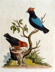 Ilustración en acuarela de un libro de aves raras de G Edwards 1750. George Edwards (1694-1773) fue un naturalista y ornitólogo británico. Viajó mucho por Europa, estudiando la historia natural y las aves en particular. Obtuvo cierto reconocimiento