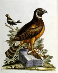 Ilustración en acuarela de un libro de aves raras de G Edwards 1750. George Edwards (1694-1773) fue un naturalista y ornitólogo británico. Viajó mucho por Europa, estudiando la historia natural y las aves en particular. Obtuvo cierto reconocimiento