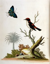 Ilustración en acuarela de un libro de aves raras de G Edwards 1750. George Edwards (1694-1773) fue un naturalista y ornitólogo británico. Viajó mucho por Europa, estudiando la historia natural y las aves en particular. Obtuvo cierto reconocimiento