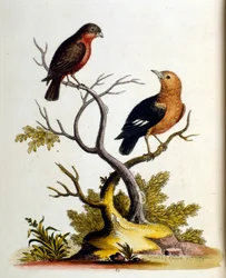Ilustración en acuarela de un libro de aves raras de G Edwards 1750. George Edwards (1694-1773) fue un naturalista y ornitólogo británico. Viajó mucho por Europa, estudiando la historia natural y las aves en particular. Obtuvo cierto reconocimiento