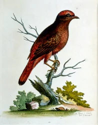 Ilustración en acuarela de un libro de aves raras de G Edwards 1750. George Edwards (1694-1773) fue un naturalista y ornitólogo británico. Viajó mucho por Europa, estudiando la historia natural y las aves en particular. Obtuvo cierto reconocimiento