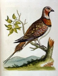 Ilustración en acuarela de un libro de aves raras de G Edwards 1750. George Edwards (1694-1773) fue un naturalista y ornitólogo británico. Viajó mucho por Europa, estudiando la historia natural y las aves en particular. Obtuvo cierto reconocimiento