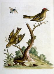 Ilustración en acuarela de un libro de aves raras de G Edwards 1750. George Edwards (1694-1773) fue un naturalista y ornitólogo británico. Viajó mucho por Europa, estudiando la historia natural y las aves en particular. Obtuvo cierto reconocimiento