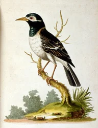 Ilustración en acuarela de un libro de aves raras de G Edwards 1750. George Edwards (1694-1773) fue un naturalista y ornitólogo británico. Viajó mucho por Europa, estudiando la historia natural y las aves en particular. Obtuvo cierto reconocimiento