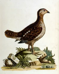 Ilustración en acuarela de un libro de aves raras de G Edwards 1750. George Edwards (1694-1773) fue un naturalista y ornitólogo británico. Viajó mucho por Europa, estudiando la historia natural y las aves en particular. Obtuvo cierto reconocimiento