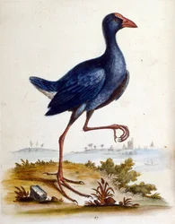 Ilustración en acuarela de un libro de aves raras de G Edwards 1750. George Edwards (1694-1773) fue un naturalista y ornitólogo británico. Viajó mucho por Europa, estudiando la historia natural y las aves en particular. Obtuvo cierto reconocimiento