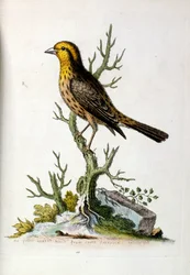 Ilustración en acuarela de un libro de aves raras de G Edwards 1750. George Edwards (1694-1773) fue un naturalista y ornitólogo británico. Viajó mucho por Europa, estudiando la historia natural y las aves en particular. Obtuvo cierto reconocimiento