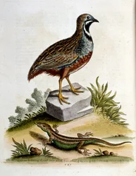 Ilustración en acuarela de un libro de aves raras de G Edwards 1750. George Edwards (1694-1773) fue un naturalista y ornitólogo británico. Viajó mucho por Europa, estudiando la historia natural y las aves en particular. Obtuvo cierto reconocimiento