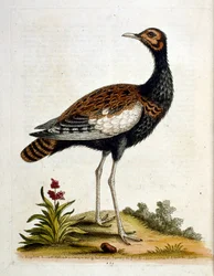 Ilustración en acuarela de un libro de aves raras de G Edwards 1750. George Edwards (1694-1773) fue un naturalista y ornitólogo británico. Viajó mucho por Europa, estudiando la historia natural y las aves en particular. Obtuvo cierto reconocimiento