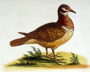 Ilustración en acuarela de un libro de aves raras de G Edwards 1750. George Edwards (1694-1773) fue un naturalista y ornitólogo británico. Viajó mucho por Europa, estudiando la historia natural y las aves en particular. Obtuvo cierto reconocimiento