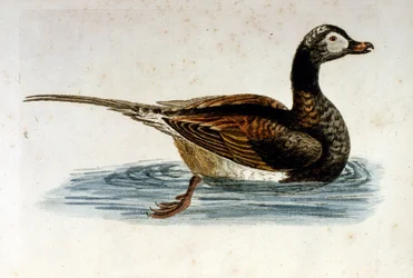 Ilustración en acuarela de un libro de aves raras de G Edwards 1750. George Edwards (1694-1773) fue un naturalista y ornitólogo británico. Viajó mucho por Europa, estudiando la historia natural y las aves en particular. Obtuvo cierto reconocimiento
