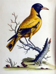 Ilustración en acuarela de un libro de aves raras de G Edwards 1750. George Edwards (1694-1773) fue un naturalista y ornitólogo británico. Viajó mucho por Europa, estudiando la historia natural y las aves en particular. Obtuvo cierto reconocimiento