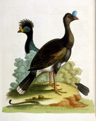 Ilustración en acuarela de un libro de aves raras de G Edwards 1750. George Edwards (1694-1773) fue un naturalista y ornitólogo británico. Viajó mucho por Europa, estudiando la historia natural y las aves en particular. Obtuvo cierto reconocimiento