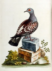 Ilustración en acuarela de un libro de aves raras de G Edwards 1750. George Edwards (1694-1773) fue un naturalista y ornitólogo británico. Viajó mucho por Europa, estudiando la historia natural y las aves en particular. Obtuvo cierto reconocimiento
