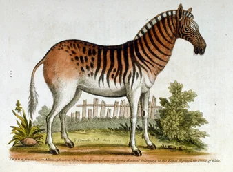 Ilustración en acuarela de una cebra, de un libro de aves raras de G Edwards de 1750. George Edwards (1694-1773) fue un naturalista y ornitólogo británico. Viajó mucho por Europa, estudiando la historia natural y las aves en particular. Se
