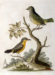 Ilustración en acuarela de un perezoso de tres dedos por G Edwards 1758. George Edwards (1694-1773) fue un naturalista y ornitólogo británico. Viajó mucho por Europa, estudiando la historia natural y las aves en particular. Obtuvo cierto reconocimiento