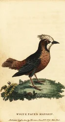 Pájaro hormiguero de plumaje blanco, Pithys albifrons.,1800 (grabado)