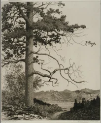 Old Pine, Parque Estes