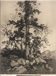Pino viejo y cedro