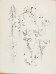 Sin título (Estudio botánico)