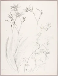 Sin título (Estudio botánico)