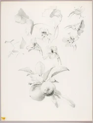 Sin título (Estudio botánico)