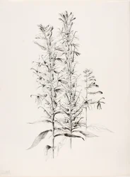 Sin título (Flor cardenalicia, Lobelia cardinalis)