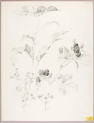 Sin título (Margaritas y moras)