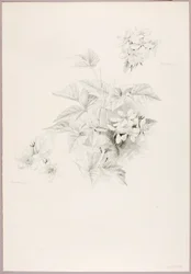 Sin título (Dewberry y Blackberry)