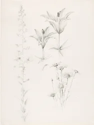 Sin título (Lirio, Margarita, Hibisco)