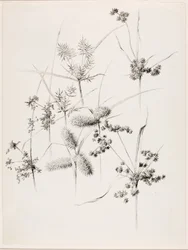 Sin título (Sedge Grasses)