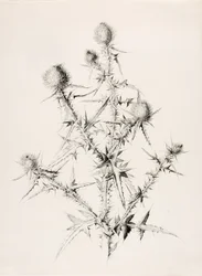 Sin título (Cardo)