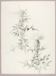 Sin título (Cardo)