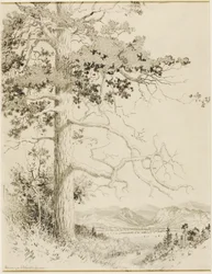 Sin título (dibujo de transferencia para Old Pine, Estes Park)