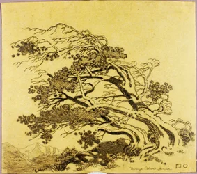 Sin título (dibujo de transferencia para Pinos en el viento, Estes Park)