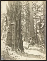 Paseo por Wawona, Mariposa Grove. Diámetro 24 ft.