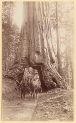 Wawona. mostrando etapa en el árbol (diámetro, 30 pies). Mariposa Grove.
