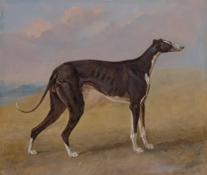 Turk, un galgo, propiedad de George Lane Fox