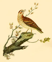 Alondra, 1821, 1942