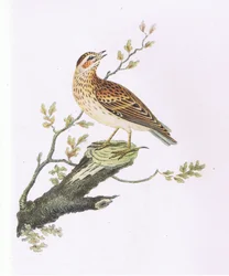Woodlark, Nature in Britain, publicado por Collins