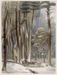 Invierno, viajeros impedidos en un bosque de pinos, de Escenas del bosque primitivo de América de Harvey, 1841