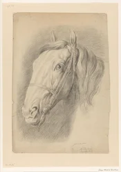 Cabeza de un caballo