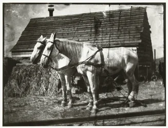 Caballos en el Cruquiusweg