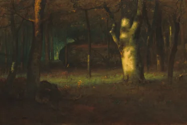 Atardecer en el bosque