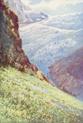 El Lirio del Paraíso (Paradisia Liliastrum) cerca del Glaciar de Trient a mediados de junio (litografía en color)