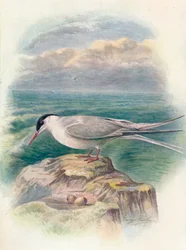 Charrán ártico - Sterna macrura, c1910, 1910