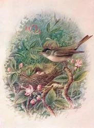 Curruca capirotada - Sylvia atricapilla, c. 1910, 1910