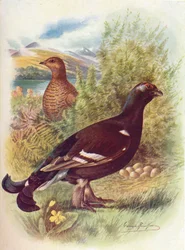 Gallo lira o urogallo negro - Tetrao tetrix, hacia 1910, 1910